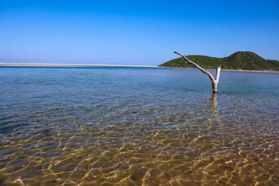 A dead tree in a clear lagoon